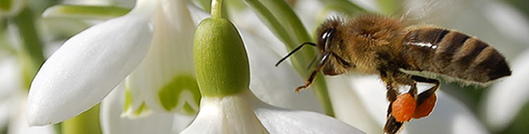 Bienen, Imkervereine, Honig Imkerkreisverband Tirschenreuth